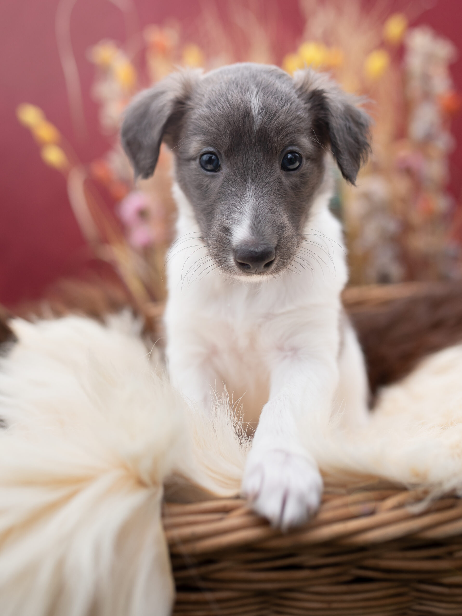 långhårig whippet valp Vanya