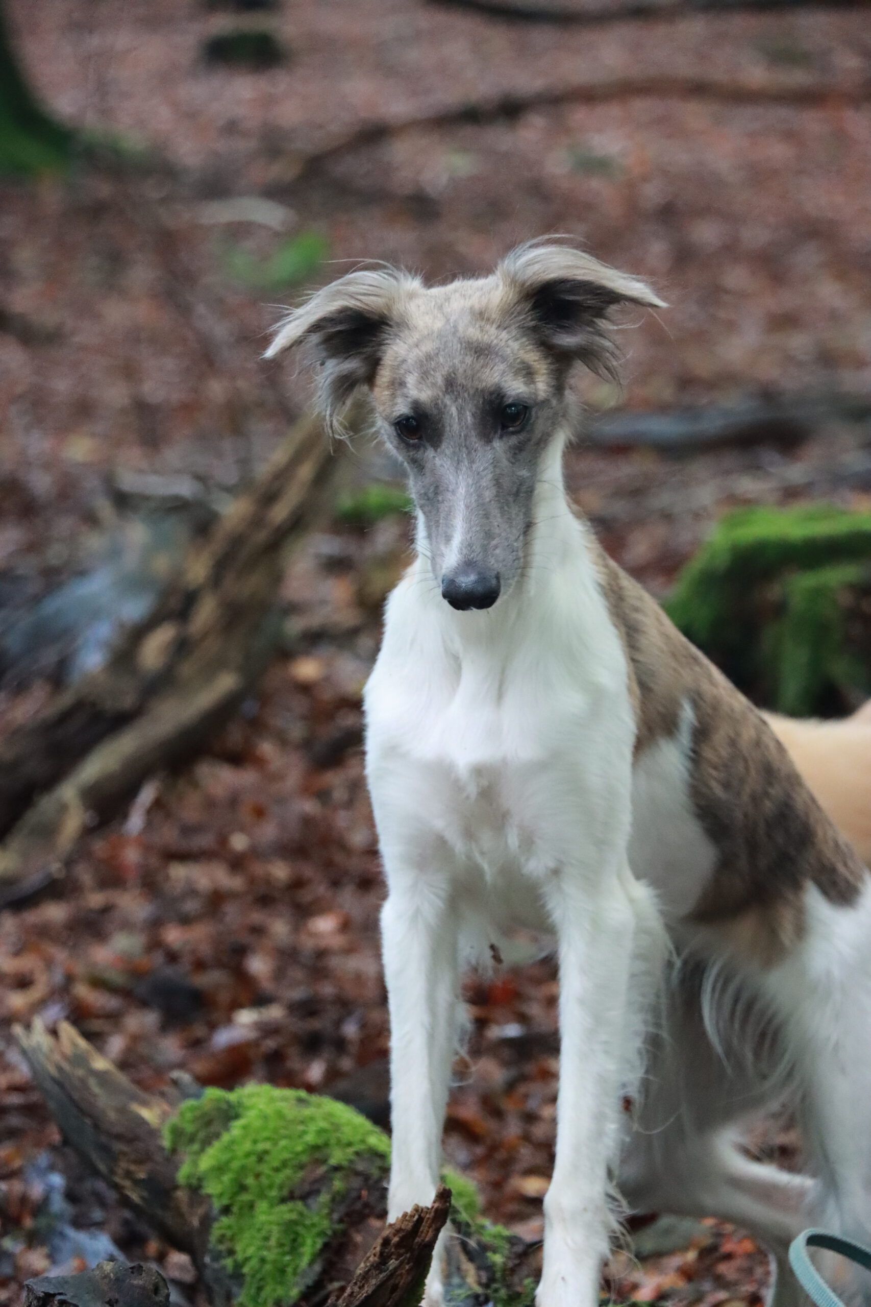 Silken windsprite Sweden Vanya 